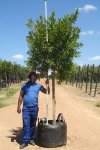 Combretum Erythrophyllum 200LT