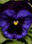 Pansy Matrix Denim Seed - 25 Raw Seed