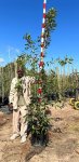 Syzygium Guineense 40LT