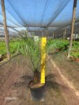 Phoenix Roebelenii 20LT