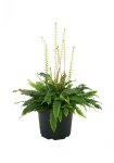 Fern Deer Fern Blechnum Spicant Seedlings - 3 Plug Plants