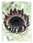 King Protea 2 Art Print - A2