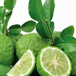 Thai Lime Tree 125LT