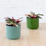 Triostar - In Forest Green Migo Planter
