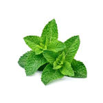 Spearmint Concentrate Lcl - 10ML