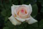 Die Bloemhoffer Hybrid Tea Rose 5LT