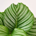 Calathea Orbifolia - Large - 19CM Nursery Pot Large Plant - Minor Blemishes