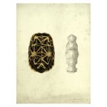 Tortoise 1 Art Print