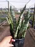 Sansevieria Trifasciata 17CM Pot
