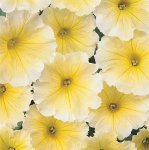 Petunia Carpet Yellow Seed - 5000 Pelleted Seed