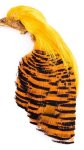 Wapsi Golden Pheasant Materials