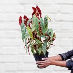 Polka Dot Begonia - Large - 20CM Nursery Pot A Grade - Smaller Plant