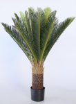 Cycadales Cycad In Pot 90X50CM