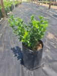 Murraya Exotica 10LT