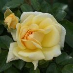 Morning Star Rose 5LT