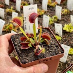 Venus Fly Trap 'arpc.' Special Import - 2 Year Old Plant. 7.5CM Plastic Container.