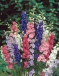 Larkspur Qis Formula Mix Seed - 5000 Raw Seed