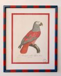 Parrot Picture Red & Navy Stripe Frame 3X50X40CM