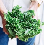 Kale Frilly 180G P