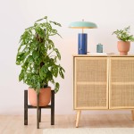 Swiss Cheese Plant - Mosspole - In 26CM Terracotta Moon Planter With Charcoal Wooden Stand