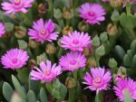 Oscularia Caulescens 4LT