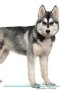 Siberian Husky Affirmations Workbook Siberian Husky Presents - Positive And Loving Affirmations Workbook. Includes: Mentoring Questions Guidance Supporting You.   Paperback