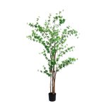 Rondiflorium Tree 190CMH