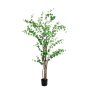 Rondiflorium Tree 190CMH