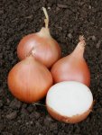Onions – Texas Grano 200 Plug Tray