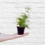 LaCie Lace Fern - MINI - 10CM Nursery Pot Smaller Plant