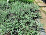 Helicrysum Cymosum 4 Litre Bag