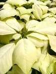 Poinsettia Mixed - Cream