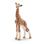 Giraffe Calf