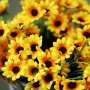 A Bunch Of 24 Small Artificial Sunflowers Fake Outdoor Uv-proof Plants High-quality Antioxidant Artificial Flowers Indoor And Outdoor Flower Pots Home Kitchen Office Wedding