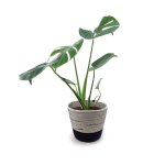 Delicious Monster - In Liquorice Mia Melange Planter
