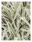 Jazzy Jungle Art Print - A1
