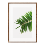 African Wild Date Palm I - A4