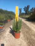 Rosemary Tuscan Blue 22CM Pot