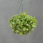 Creeping Charlie In Hanging Basket - 20CM Hanging Basket
