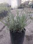 Lavendula Lavender 4 Litres