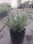 Lavendula Lavender 4 Litres