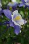 Aquilegia F1 Earlybird Blue White Seed - 100 Raw Seed