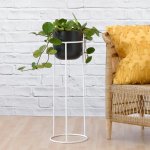 Hoya Obovata - In Black Moon Planter With White Orion Plant Stand