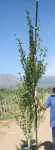 Populus Simonii 40LT Poplar Tree