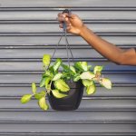 Hoya Australis - Variegated - In 21CM Hanging Basket Smaller Plant