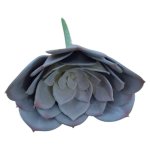 Artificial Echeveria Plant Desert Rose Mauve 11CM