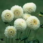 Dahlia Pompon – “serenity” Bulbs