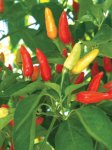 Capsicum Tabasco - Chili Seed - 20 Raw Seed