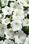 Petunia Easy Wave White Seed - 250 Pelleted Seed