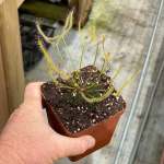 Sundew Drosera Binata Dichotoma Extrema - Small To Medium Plant. 7.5CM Plastic Container.